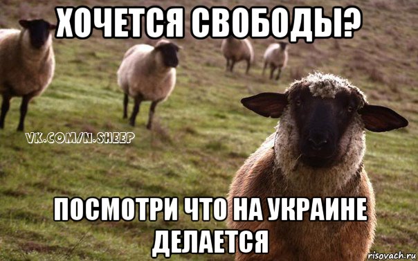хочется свободы? посмотри что на украине делается, Мем  Наивная Овца