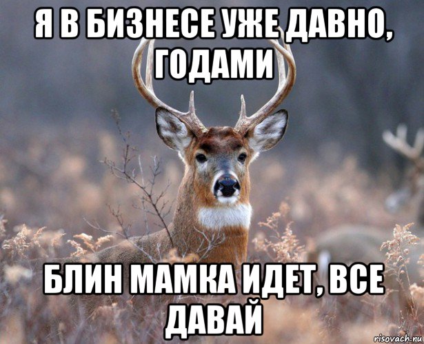 я в бизнесе уже давно, годами блин мамка идет, все давай, Мем   Наивный олень