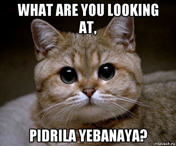 what are you looking at, pidrila yebanaya?