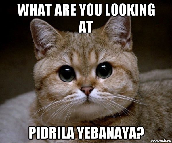 what are you looking at pidrila yebanaya?