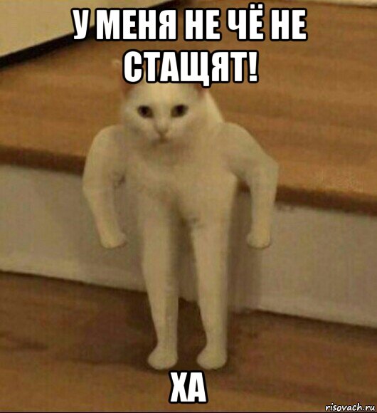 у меня не чё не стащят! ха, Мем  Полукот