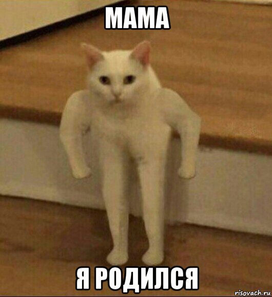 мама я родился, Мем  Полукот