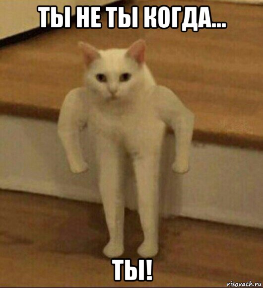 ты не ты когда... ты!, Мем  Полукот