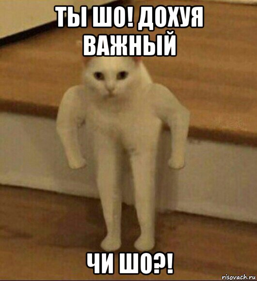 ты шо! дохуя важный чи шо?!, Мем  Полукот