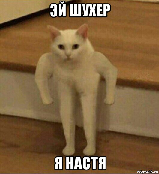 эй шухер я настя, Мем  Полукот