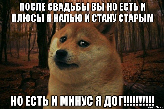 после свадьбы вы но есть и плюсы я напью и стану старым но есть и минус я дог!!!!!!!!!!, Мем SAD DOGE