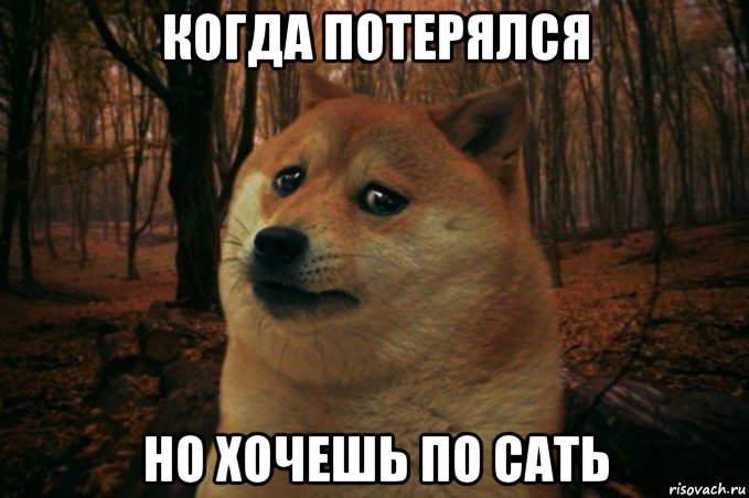 когда потерялся но хочешь по сать, Мем SAD DOGE