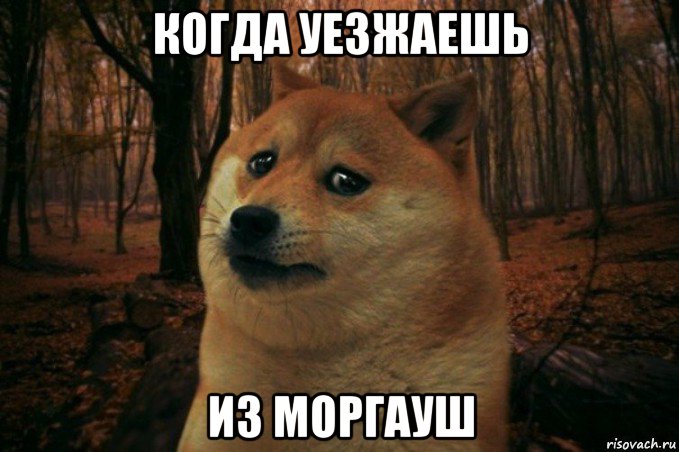 когда уезжаешь из моргауш, Мем SAD DOGE