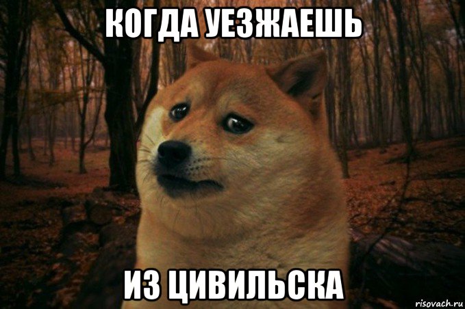 когда уезжаешь из цивильска, Мем SAD DOGE