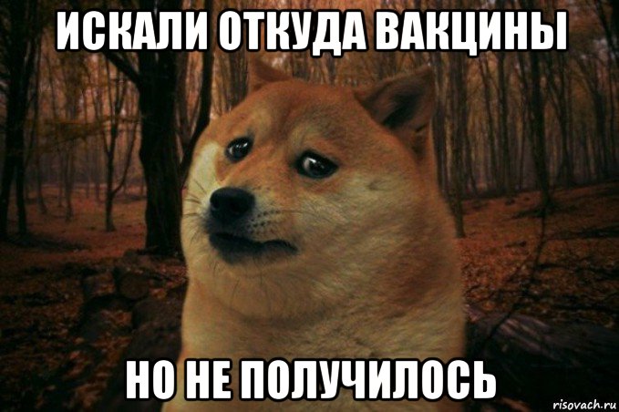 искали откуда вакцины но не получилось, Мем SAD DOGE