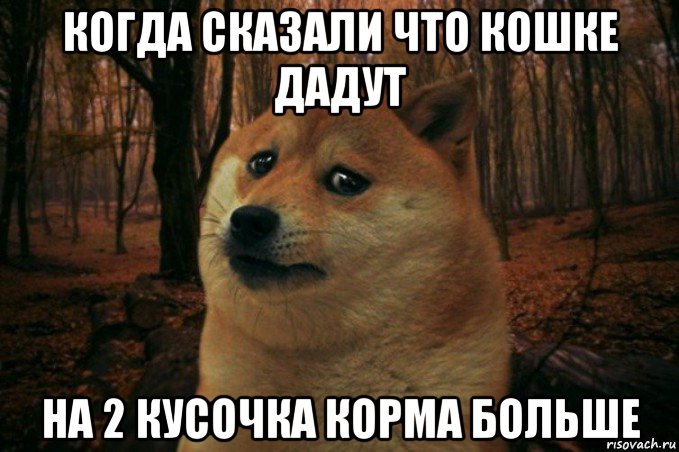 когда сказали что кошке дадут на 2 кусочка корма больше, Мем SAD DOGE