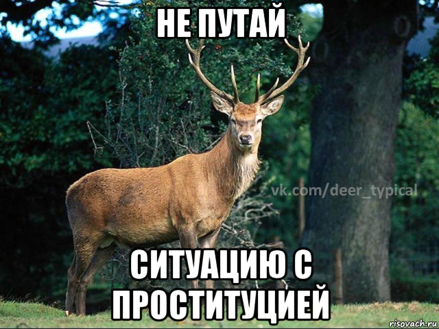 не путай ситуацию с проституцией, Мем Паблик Типичный олень