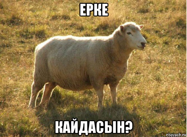 ерке кайдасын?