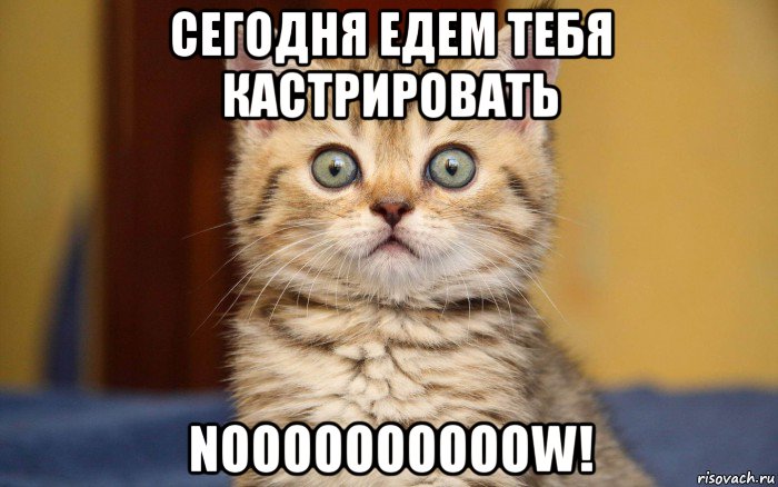 сегодня едем тебя кастрировать noooooooooow!, Мем  удивление