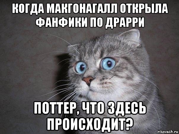 когда макгонагалл открыла фанфики по драрри поттер, что здесь происходит?, Мем  удивлённый кот