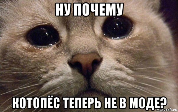 ну почему котопёс теперь не в моде?, Мем   В мире грустит один котик