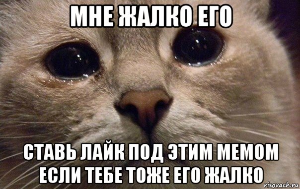 мне жалко его ставь лайк под этим мемом если тебе тоже его жалко, Мем   В мире грустит один котик