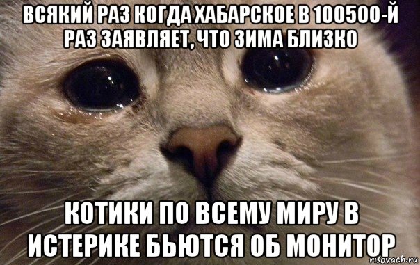 всякий раз когда хабарское в 100500-й раз заявляет, что зима близко котики по всему миру в истерике бьются об монитор, Мем   В мире грустит один котик