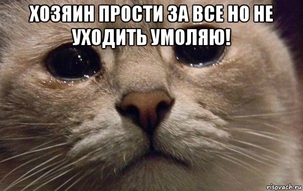 хозяин прости за все но не уходить умоляю! , Мем   В мире грустит один котик