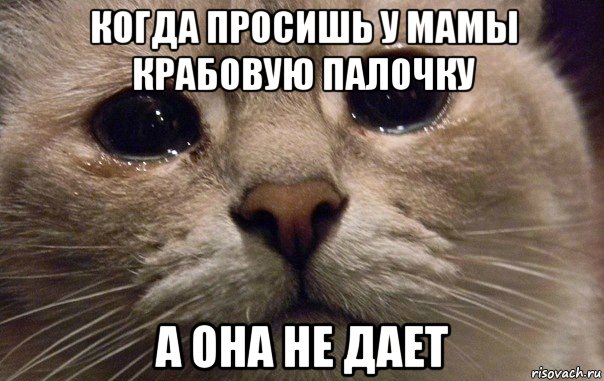 когда просишь у мамы крабовую палочку а она не дает, Мем   В мире грустит один котик