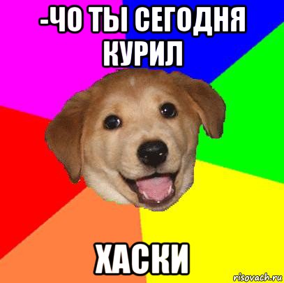 -чо ты сегодня курил хаски, Мем Advice Dog