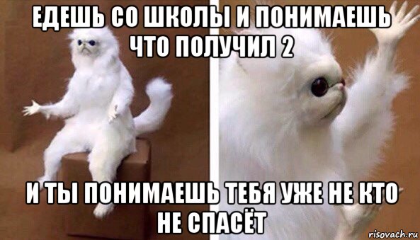 едешь со школы и понимаешь что получил 2 и ты понимаешь тебя уже не кто не спасёт, Мем Чучело кота