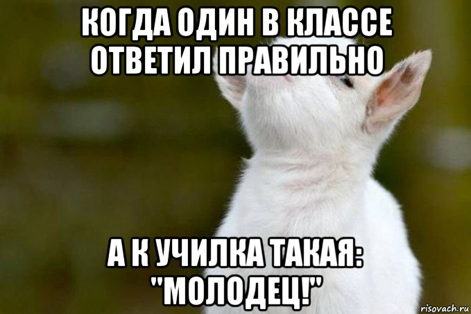 когда один в классе ответил правильно а к училка такая: "молодец!", Мем  Гордый козленок