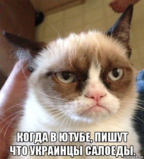  когда в ютубе, пишут что украинцы салоеды., Мем Грустный (сварливый) кот