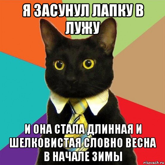 я засунул лапку в лужу и она стала длинная и шелковистая словно весна в начале зимы, Мем  Кошечка