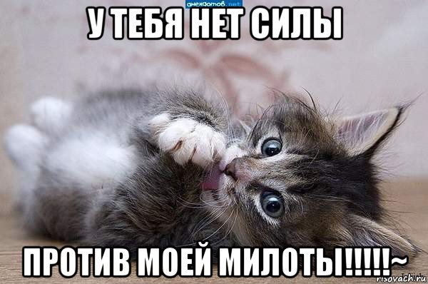 у тебя нет силы против моей милоты!!!!!~