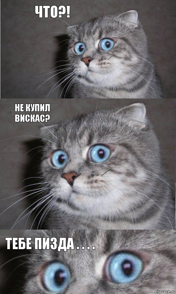 Что?! не купил вискас? Тебе пизда . . . ., Комикс  котейка