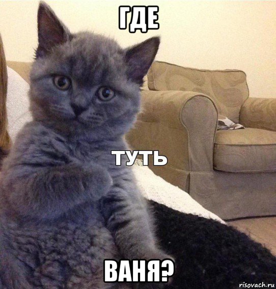 где ваня?, Мем Котик - Туть