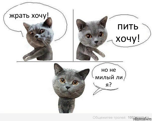 жрать хочу! пить хочу! но не милый ли я?, Комикс  Котики