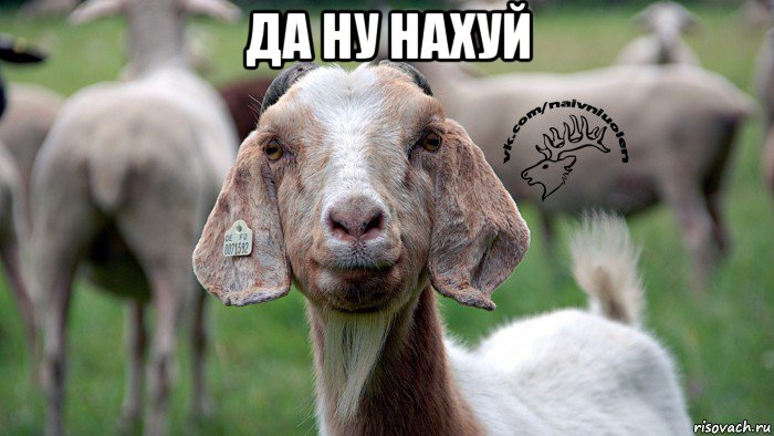 да ну нахуй , Мем  Наивная овца