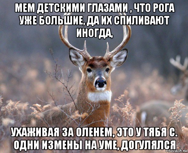 мем детскими глазами , что рога уже большие, да их спиливают иногда, ухаживая за оленем, это у тябя с. одни измены на уме, догулялся, Мем   Наивный олень