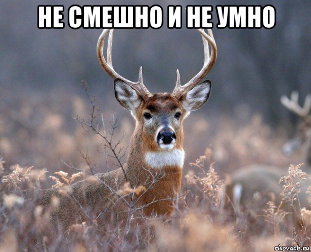 не смешно и не умно , Мем   Наивный олень