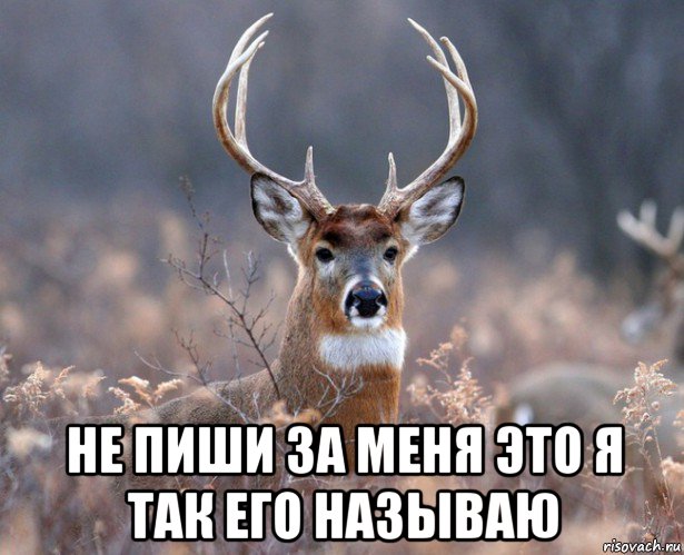  не пиши за меня это я так его называю, Мем   Наивный олень