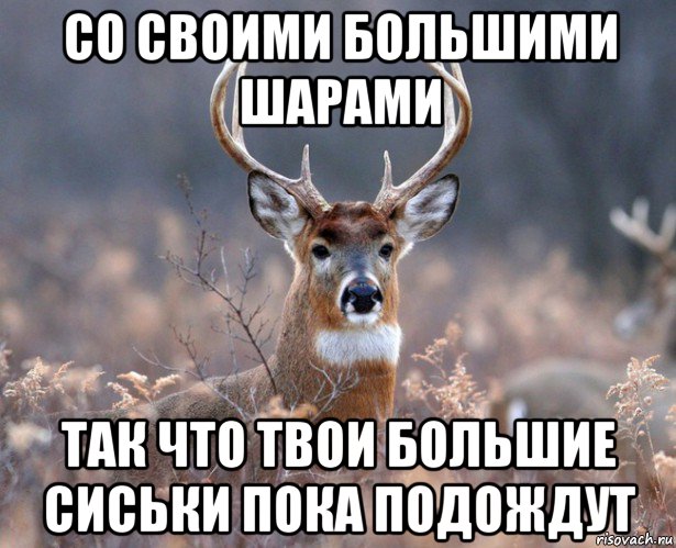 со своими большими шарами так что твои большие сиськи пока подождут, Мем   Наивный олень