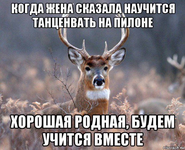 когда жена сказала научится танценвать на пилоне хорошая родная, будем учится вместе, Мем   Наивный олень