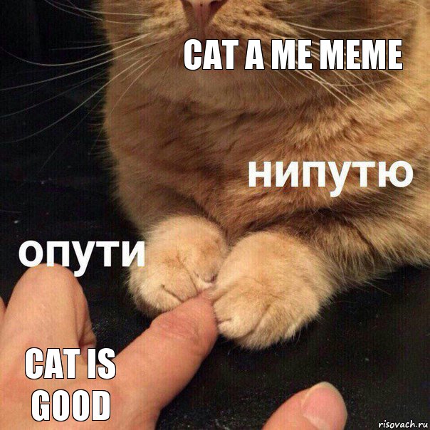 CAT A ME MEME CAT IS GOOD