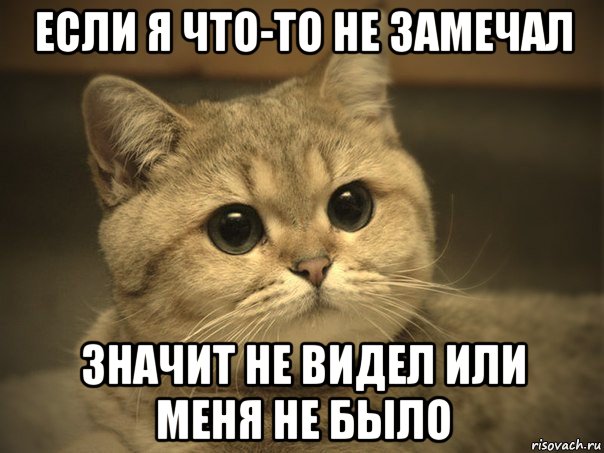 если я что-то не замечал значит не видел или меня не было, Мем Пидрила ебаная котик