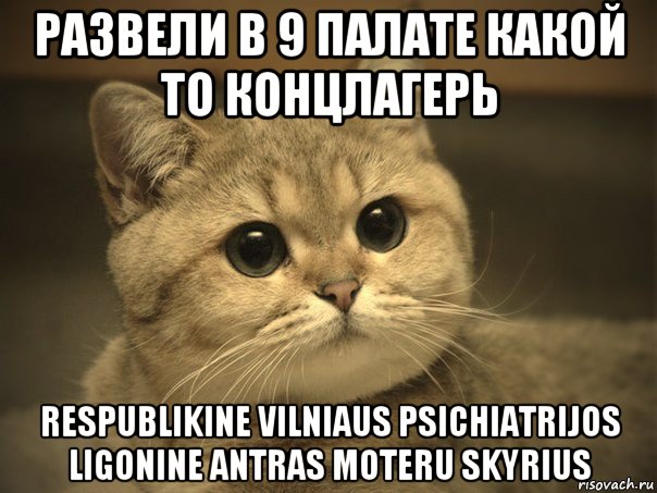 развели в 9 палате какой то концлагерь respublikine vilniaus psichiatrijos ligonine antras moteru skyrius, Мем Пидрила ебаная котик