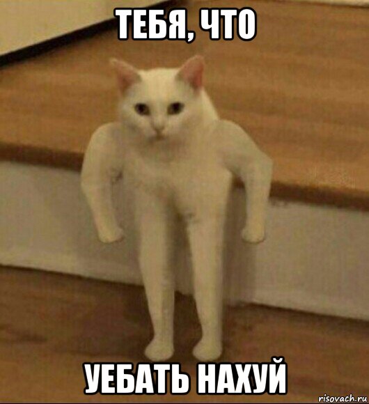 тебя, что уебать нахуй, Мем  Полукот