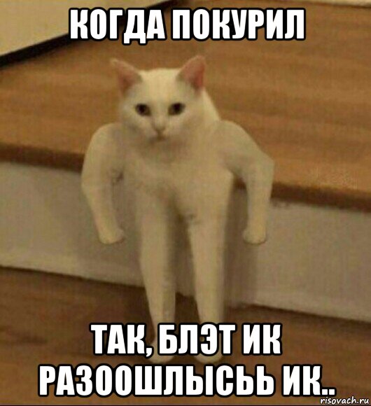 когда покурил так, блэт ик разоошлысьь ик.., Мем  Полукот