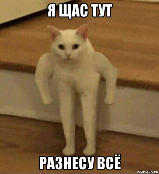 я щас тут разнесу всё, Мем  Полукот