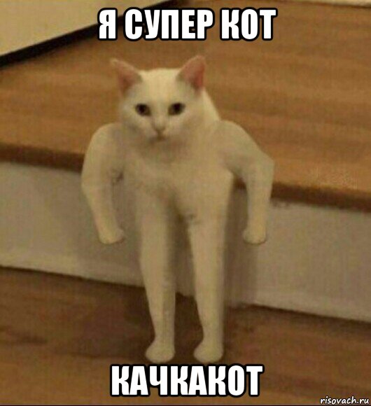 я супер кот качкакот, Мем  Полукот