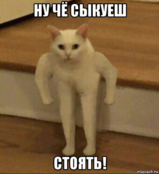 ну чё сыкуеш стоять!, Мем  Полукот