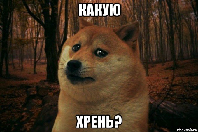 какую хрень?, Мем SAD DOGE