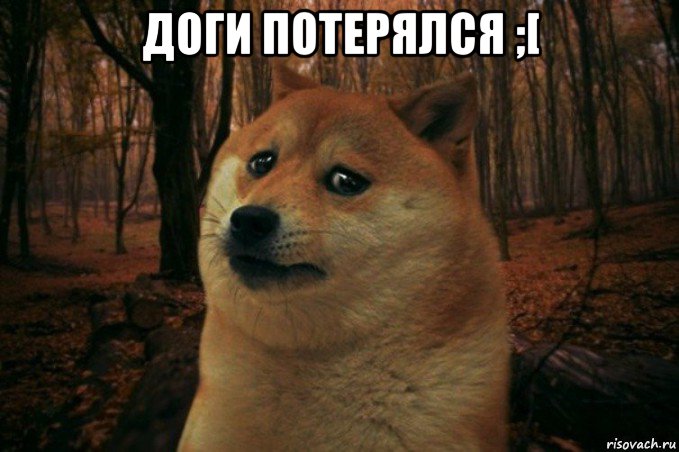 доги потерялся ;[ , Мем SAD DOGE