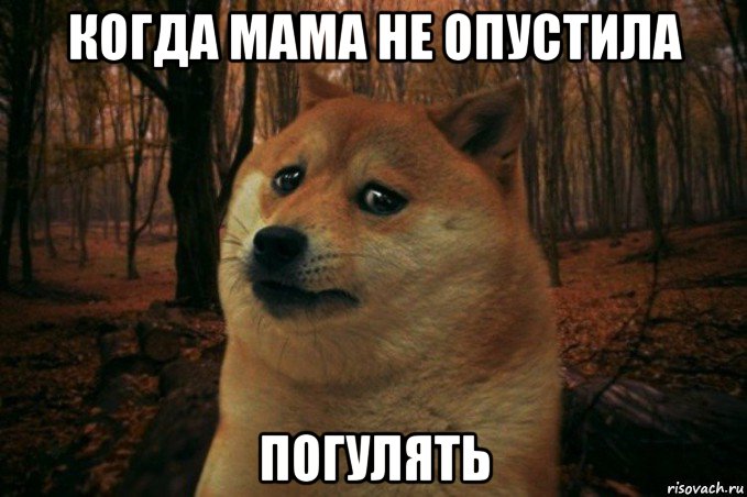 когда мама не опустила погулять, Мем SAD DOGE